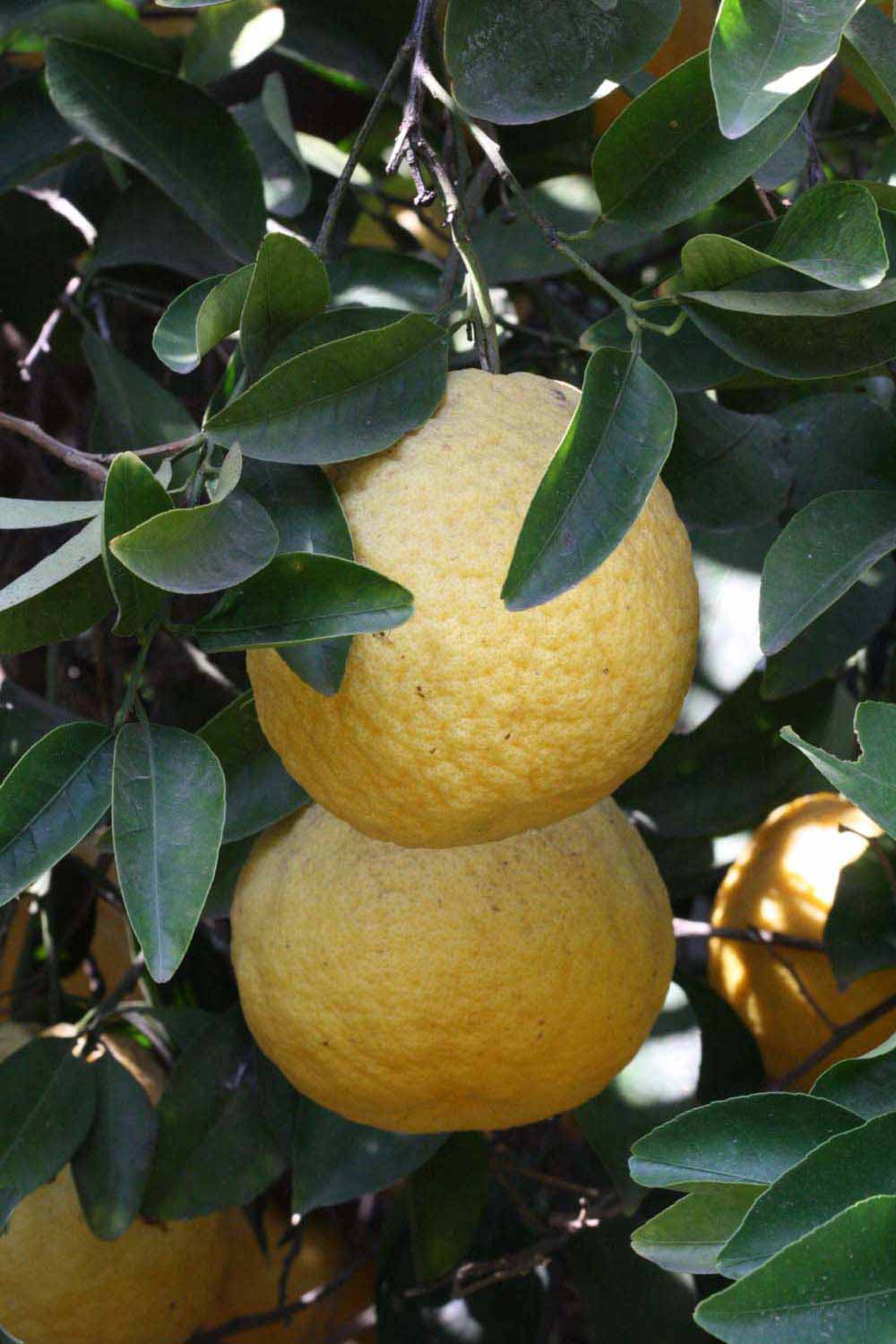            Fruit (Riverside, CA)   